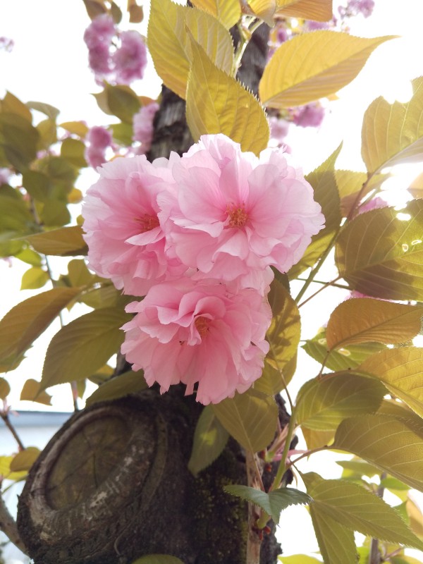 最新情報 深沢地域包括支援センター あんしんすこやかセンター 福祉 介護 支援 社会福祉法人 奉優会 ほうゆうかい