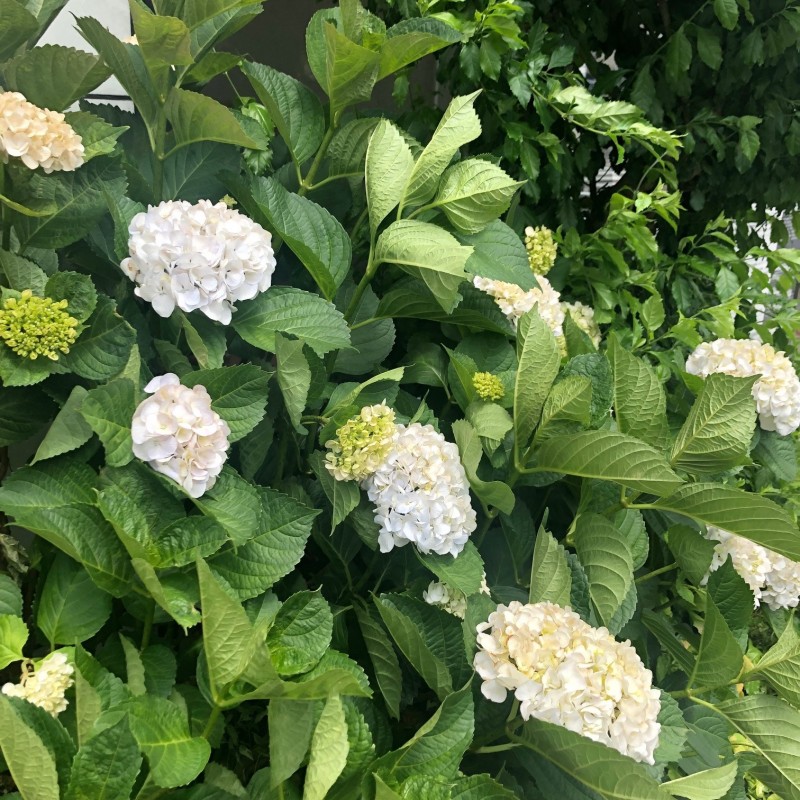 最新情報 港区立豊岡いきいきプラザ 福祉 介護 支援 社会福祉法人 奉優会 ほうゆうかい