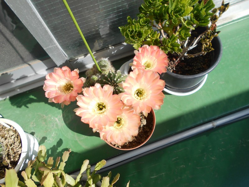 最新情報 練馬区栄町敬老館 福祉 介護 支援 社会福祉法人 奉優会 ほうゆうかい