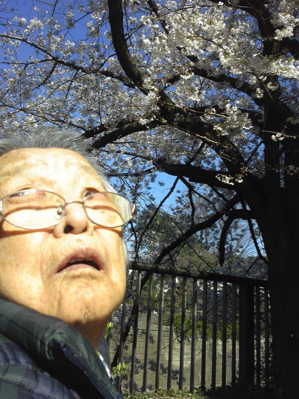 桜