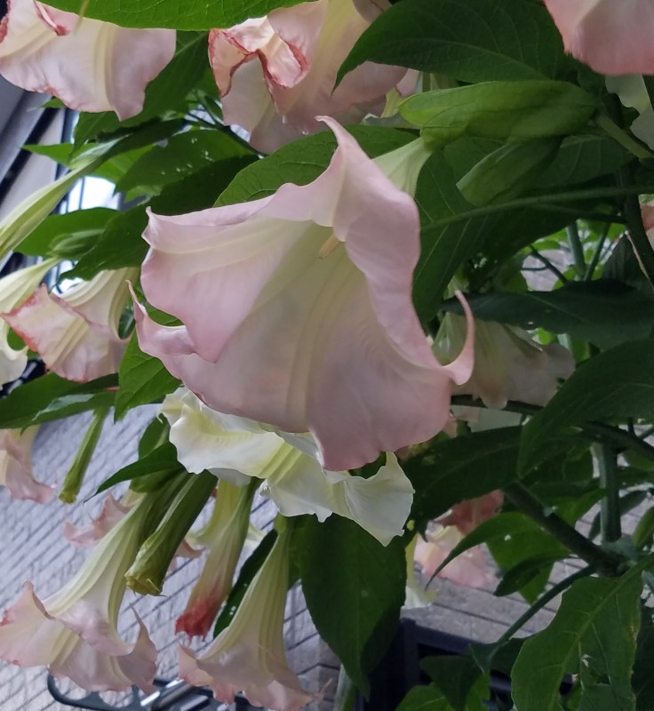 画像をダウンロード 気狂いなすび 7877