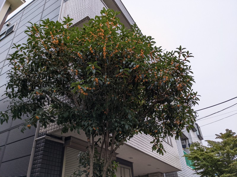 最新情報 亀戸ふれあいセンター 亀戸老人福祉センター 福祉 介護 支援 社会福祉法人 奉優会 ほうゆうかい